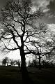 Winter Tree, Greenwich Park, London 12360025